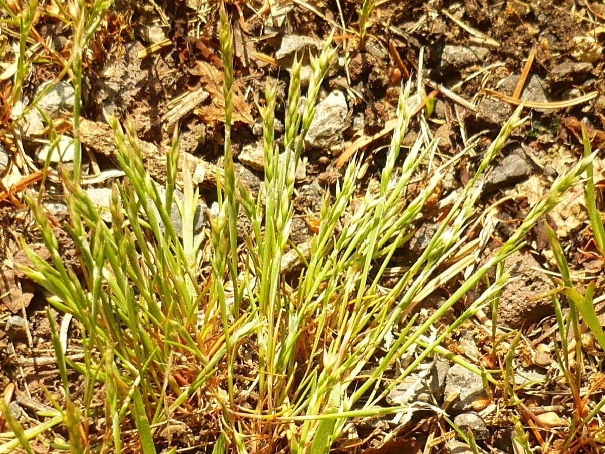 Aira praecox (Poaceae)